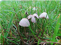 SU9486 : Cone cap fungi on edge of pasture, Abbey Park Farm by David Hawgood