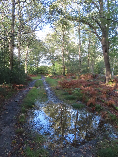 Puddle on permissive path, reflection of silver birch