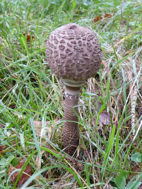 A parasol mushroom