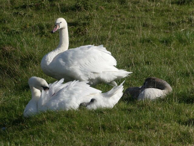 Swan family near Oare Creek