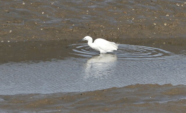 Little egret, Oare Creek