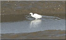 TR0062 : Little egret, Oare Creek by pam fray
