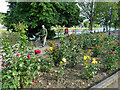 Rose bed, Ness Walk, Inverness