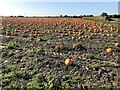 TF2721 : A field of pumpkins east of Spalding by Richard Humphrey
