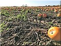 TF2721 : A crop of pumpkins near Western Hills, Spalding by Richard Humphrey
