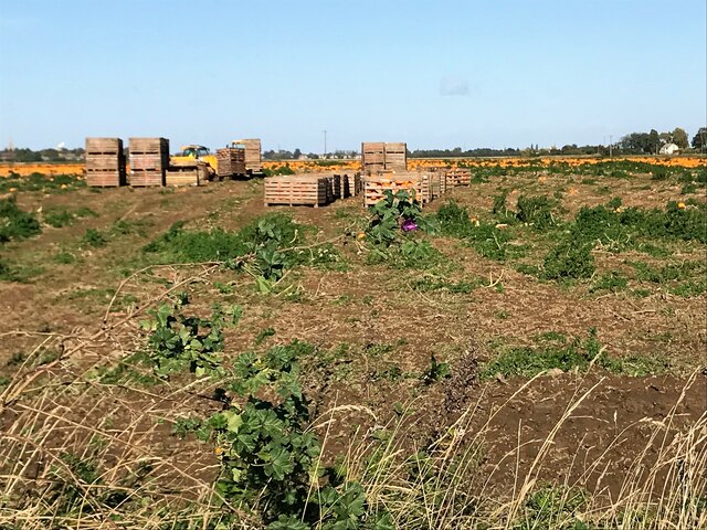 Crates of pumpkins south of Moulton near Spalding