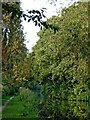 Canal west of Weeping Cross, Stafford