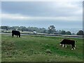 SO8501 : Cattle grazing on Minchinhampton Common by Graham Hogg