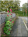 Pretty pavement flower display in Lanesfield