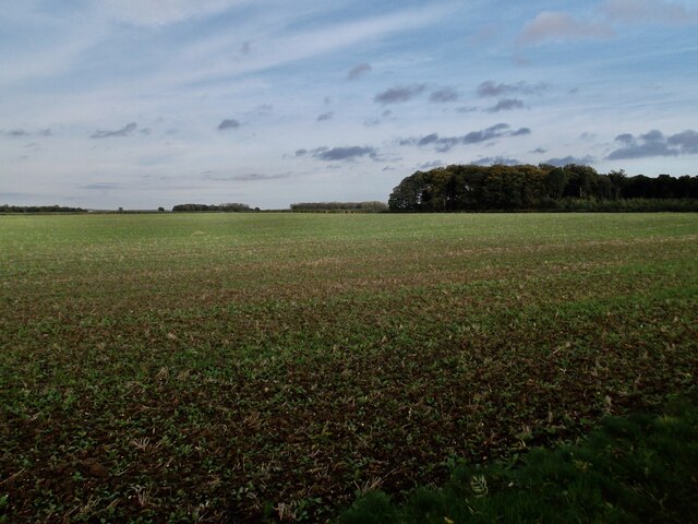 Field off Horse Carr Lane