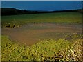 Culmstock : Grassy Field