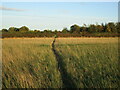 Footpath to Abbott Road