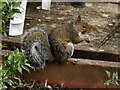 Taunton : Musgrove Park Hospital - Squirrel