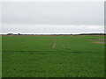 Crop field, Ruskington Fen