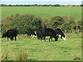 Porthgain - Beef Cattle