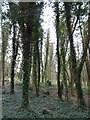 Woodland beside the A153