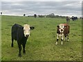 Cows in field