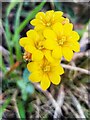 Yellow-wort (Blackstonia perfoliata), The Spetchells