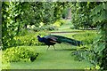 SJ2106 : Peacock in the Garden by Jeff Buck