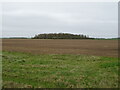 Flat farmland, Ewerby Fen