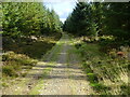 SO4090 : Footpath through woodland on the southern Long Mynd by Andrew Shannon