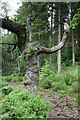 SH7958 : Gnarled oak by Llyn y Parc by Andy Waddington