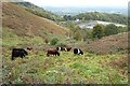 SO7639 : Galloway cattle in the Malvern Hills by Philip Halling