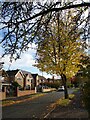 Autumnal tree on Moorlands