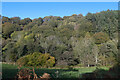 Coed ger Nant-y-Garreg Ddu / Woodland near Nant-y-Garreg Ddu