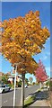 Autumn Colours in London N14