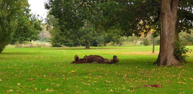 Fallen Log Oakwood Park, London N14