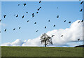 Lone tree in field with birds