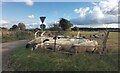 Sheep Pasture near Springfield Farm