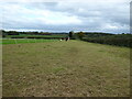 Pony paddock near Sutton