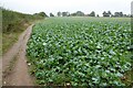 Field headland footpath