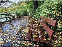 H4772 : Leaf covered seat, Mullaghmore by Kenneth  Allen