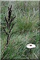 Dock seed-head and parasol mushroom