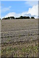 Stubble field rising to the horizon north of Teffont Magna