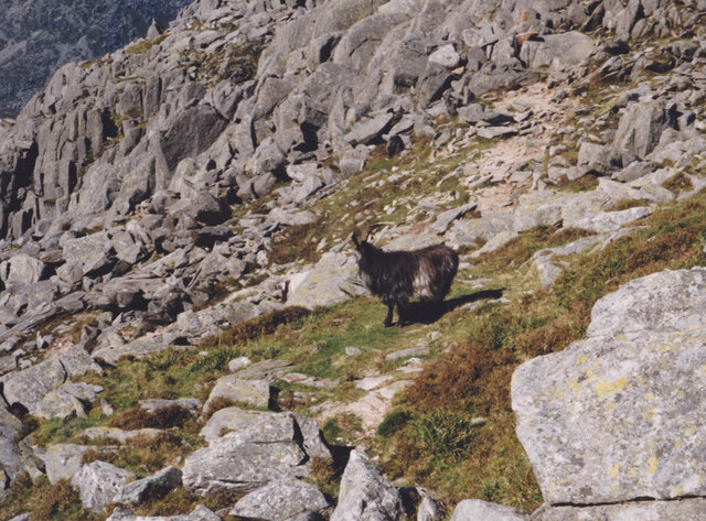 Feral goat high on Tryfan's rocky slopes