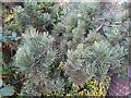 Small conifer on Lyttelton Road, Hampstead Garden Suburb