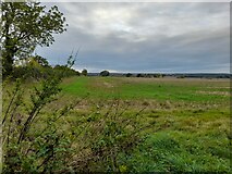TL2449 : Field by Hatley Road, Potton by David Howard