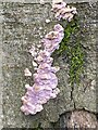 Pink fungus on a tree stump