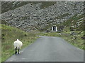 C3143 : Sheep on the road by Matthew Chadwick