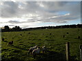 Grazing sheep at West Knockbain Mains