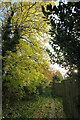 Tree-lined Lane