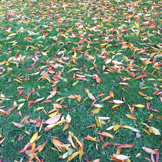 Fallen leaves of Zelkova, St Nicholas Park, Warwick