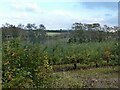 Orchards, Plumford Farm