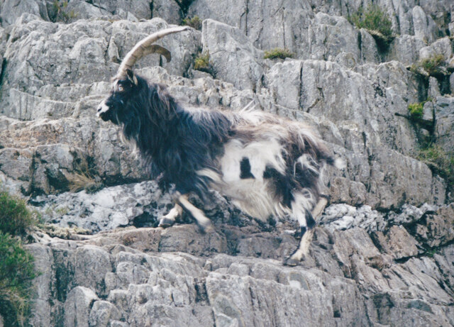Feral Goat close to the summit of Glyder Fawr