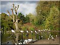 SO8989 : Birds in a Row by Gordon Griffiths