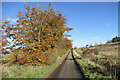 Beech hedge near Kilncadzow